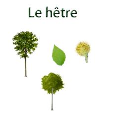 Imprimer la planche sur le hêtre