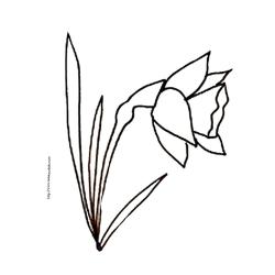 Imprimer le coloriage d'une jonquille, un coloriage prfaite pour le printemps.