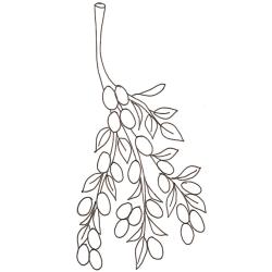 coloriage de kumquats