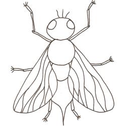 coloriage d'une mouche