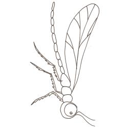 coloriage d'un moustique demoiselle