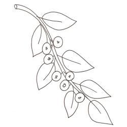 coloriage d'une branche de myrthilles