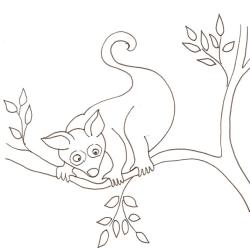 coloriage d'un opossum dans les arbres