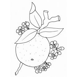 coloriage d'une orange et fleurs d'oranger
