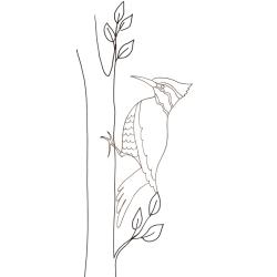coloriage d'un pic vert
