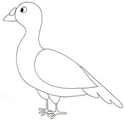 Coloriage pigeon