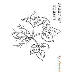 Plant de fraises 3 feuilles à colorier