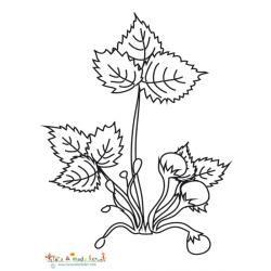 Coloriage plant de fraises en boutons
