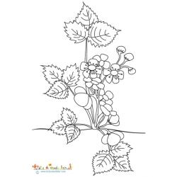 Un coloriage illustrant la floraison d'un fraisier : le fraisier porte de nombreuses fleurs et boutons qui bientôt deviendront des fraises !