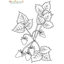 Coloriage des fraises des bois sur le plant