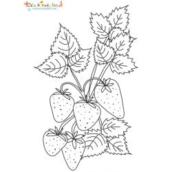 Coloriage des fraises sur le fraisier