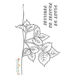 Coloriage des plantes : le fraisier