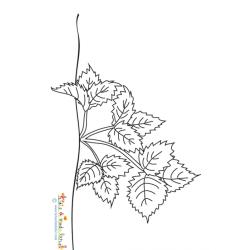 Un plant de fraisier à colorier