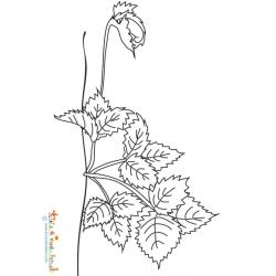 Coloriage reproduction du fraisier