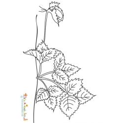 Coloriage reproduction des fraises - le stolon
