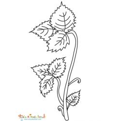 Coloriage d'une tige de fraisier