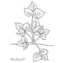 Plant de fraises tout en feuilles à colorier