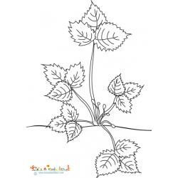 Les boutons de fleurs commencent à apparaitre au milieu des feuilles de ce plant de fraises.