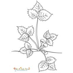 Plant de fraises 3 boutons