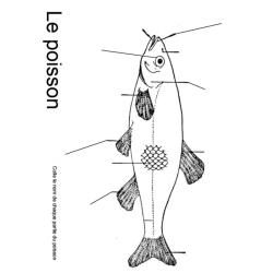 planche vierge sur le poisson