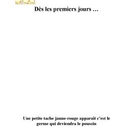 Poule Imprimer dès les premiers jours