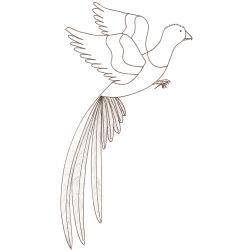 coloriage d'un quetzal : dessin d'oiseau à colorier
