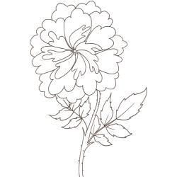 coloriage d'une rose ancienne