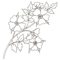 coloriage d'une rose églantine, rose sauvage
