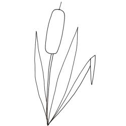 coloriage d'un roseau