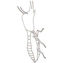 coloriage d'une termite soldat