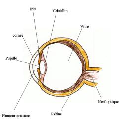 Imprimer le dessin de l'oeil