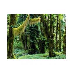 For&ecirc;t tropicale humide 