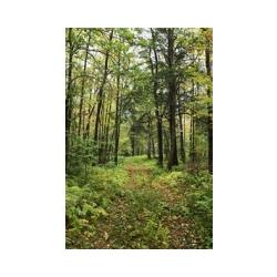 forêt d'érable 