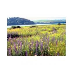 biomes