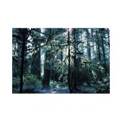 Forêt humide tempérée 