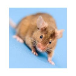 Les soins du Hamster 