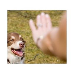 Quelle conduite à tenir en cas de morsure par un animal, que dois-je faire sir mon enfant est mordu par un animal ?