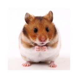 L'alimentation du hamster  