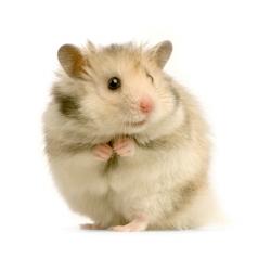 Le hamster 