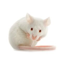 La souris