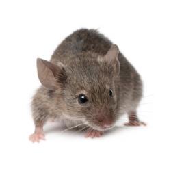 Souris