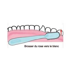 brossage des faces internes 