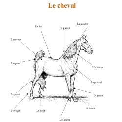 Livre sur le cheval