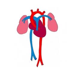 Circulation du foetus à 3 mois