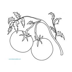 Coloriage de Tomates