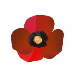 coquelicot en papier
