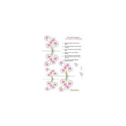 Petites fleurs "le jardin de Mathilde"