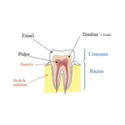Structure de la dent