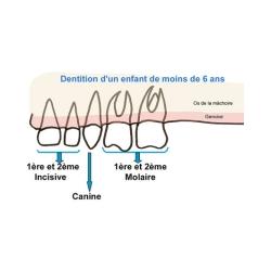 Dents de lait