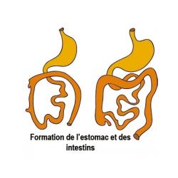 La formation du meconium et du système digestif pendant le 8 ème mois de grossesse. Le système digestif de votre bébé se prépare à fonctionner seul. Votre béb&eacu